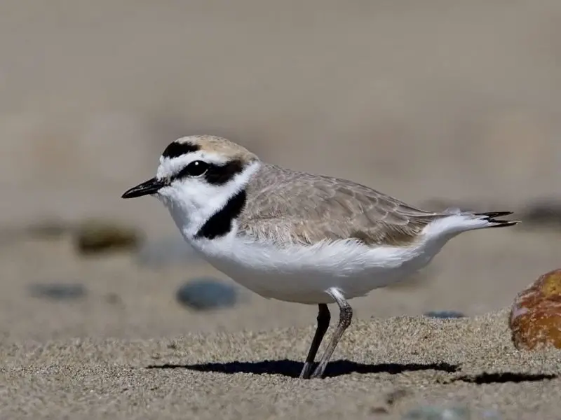 Plovers in Florida