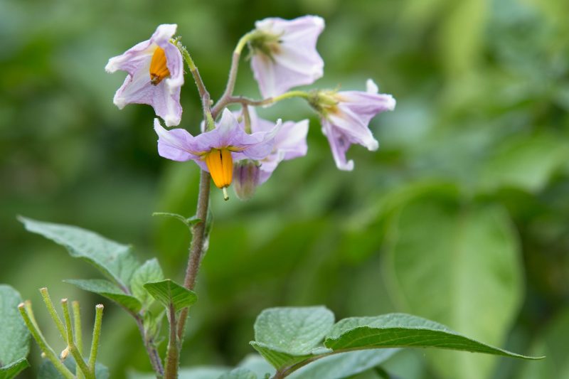 Poisonous Plants in Texas