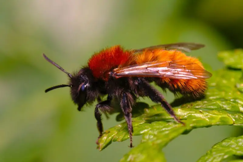 Dangerous Stinging Insects in Arizona