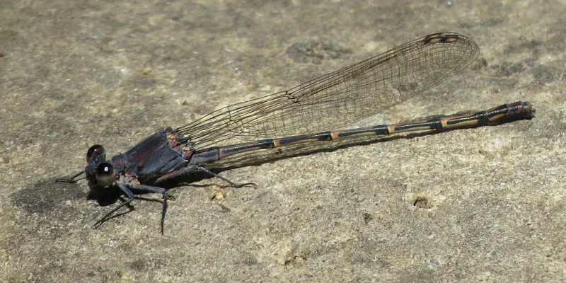 Dragonflies in California