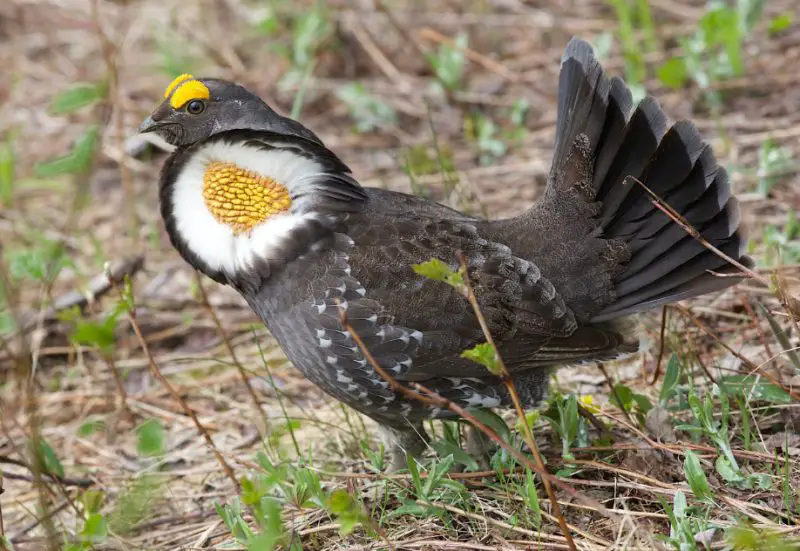 Grouse in Oregon
