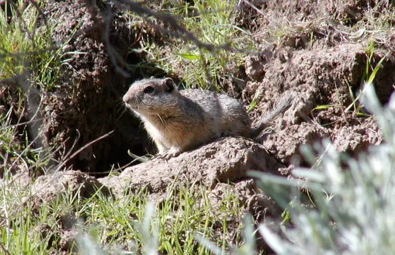 Squirrels in Idaho