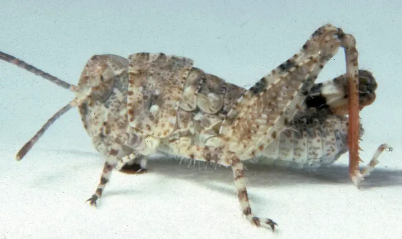 Grasshoppers in Utah