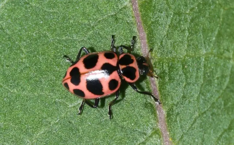 Ladybugs in Ohio