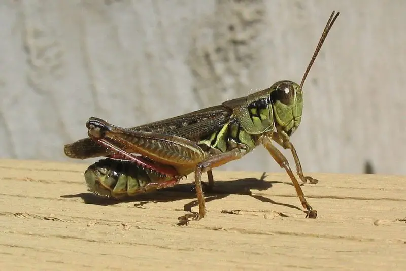 Common Grasshoppers in Arkansas