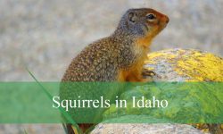 15 Squirrels in Idaho (With Pictures and Identification)