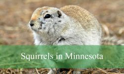 8 Squirrels in Minnesota (With Pictures and Identification)