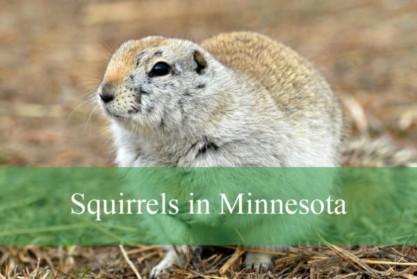 Squirrels in Minnesota