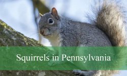 7 Types of Squirrels in Pennsylvania (Pictures and Identification)