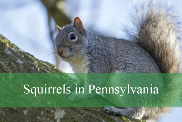 Squirrels in Pennsylvania