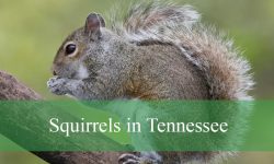 5 Squirrels in Tennessee (With Pictures and Identification)