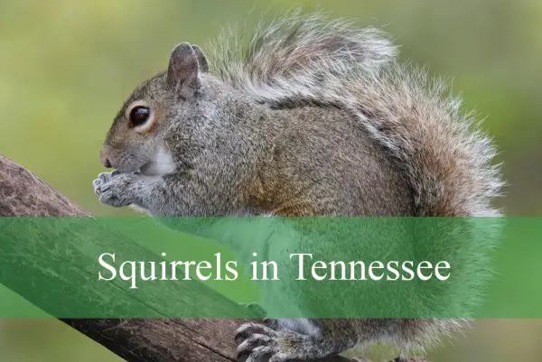 Squirrels in Tennessee