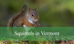 5 Types of Squirrels in Vermont (With Pictures and Identification)