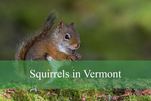 Squirrels in Vermont