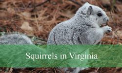 6 Squirrels in Virginia (With Pictures and Identification)