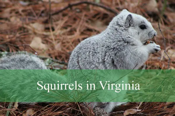 Squirrels in Virginia