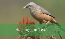 5 Species of Starlings in Texas (With Pictures and Identification)