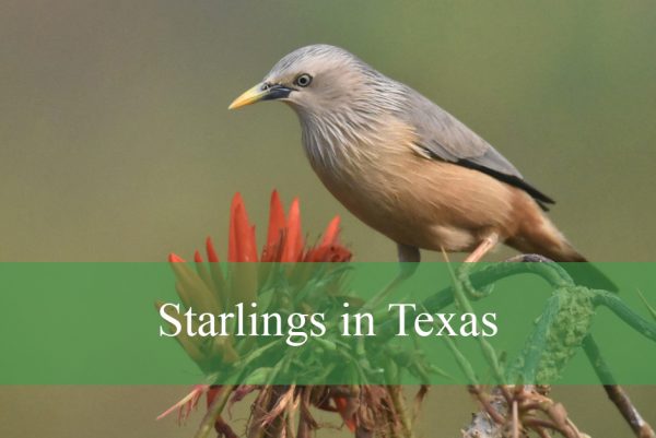 Starlings in Texas