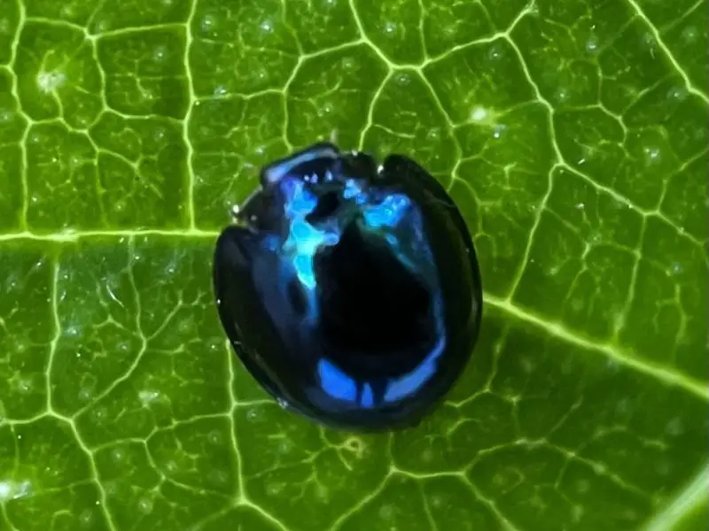 Ladybugs in Florida