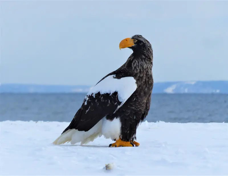 Eagles in New Mexico