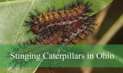 10 Types of Stinging Caterpillars in Ohio (Pictures and ID Guide)