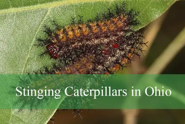 Stinging Caterpillars in Ohio