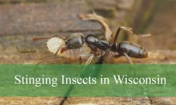 9 Dangerous Stinging Insects in Wisconsin (Pictures and ID Guide)