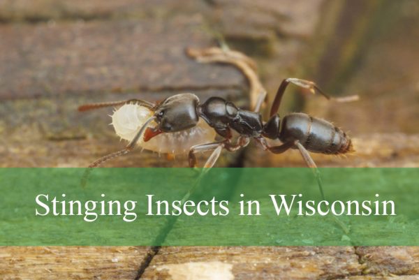 Stinging Insects in Wisconsin