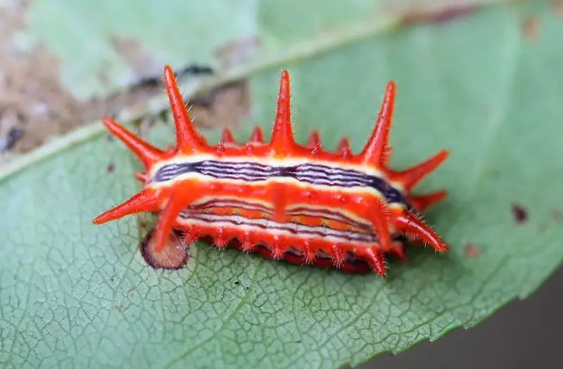 Dangerous Caterpillars in Tennessee