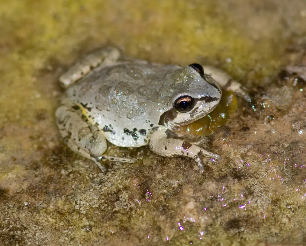 Frogs in Kansas