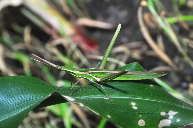 Grasshoppers in Utah