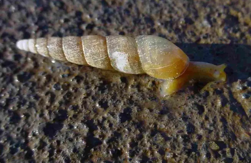 Invasive Snails and Slugs in Hawaiʻi