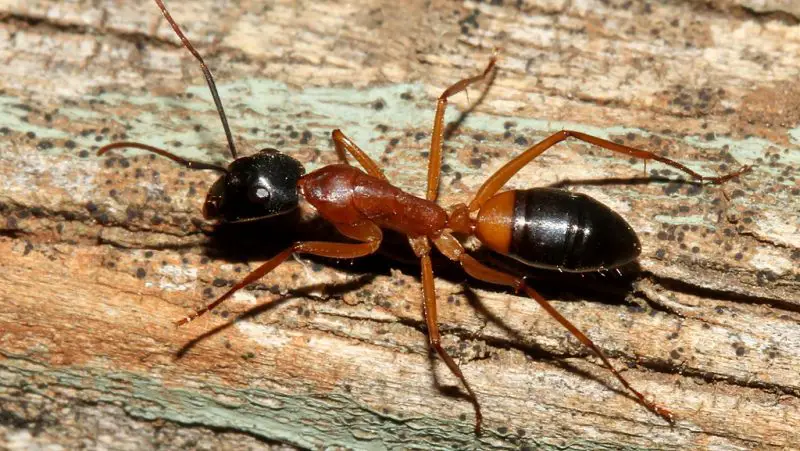 Tiny Bugs in Florida