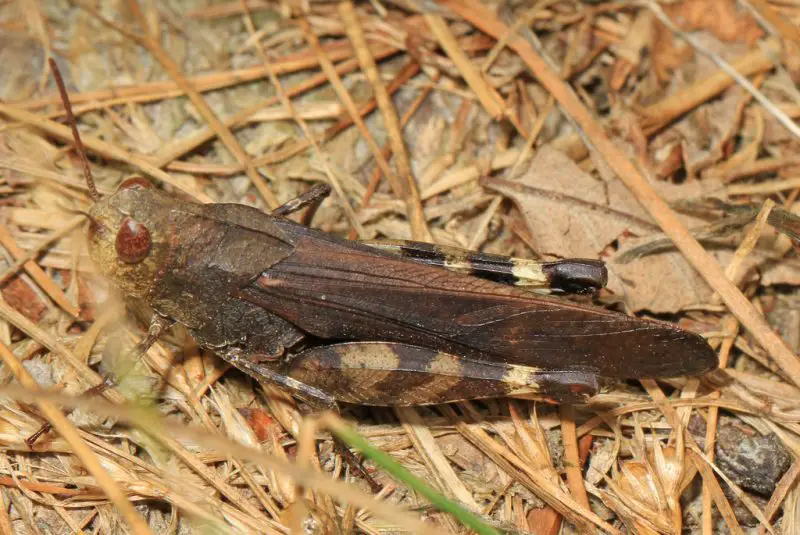 Common Grasshoppers in Arkansas