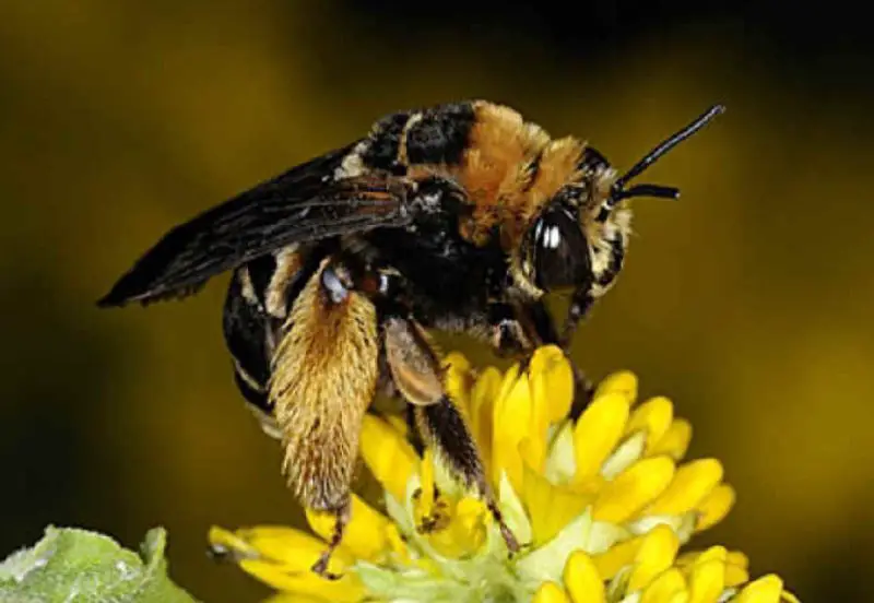 Types of Bees in Florida