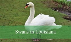 3 Types of Swans in Louisiana (With Pictures and Identification)