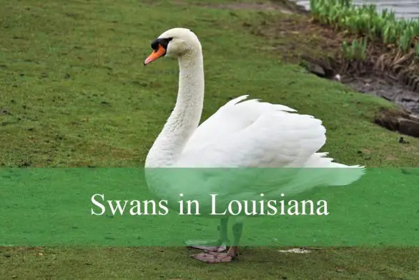 Swans in Louisiana