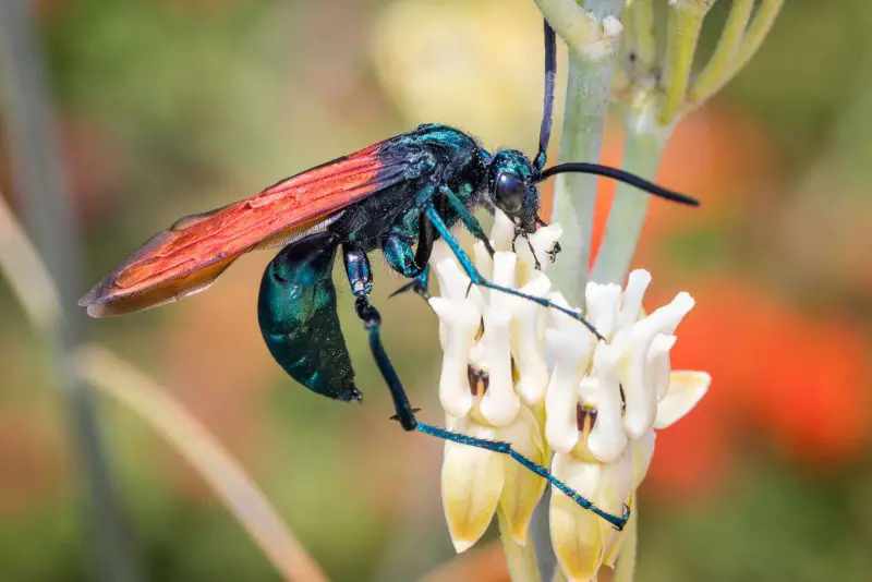 Dangerous Bugs in New Mexico