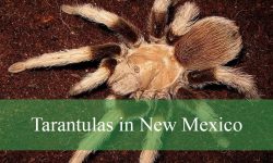 11 Types of Tarantulas in New Mexico (Pictures and Identification)