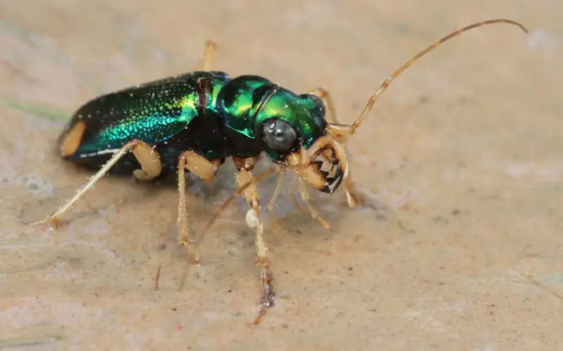 Beetles in North Carolina