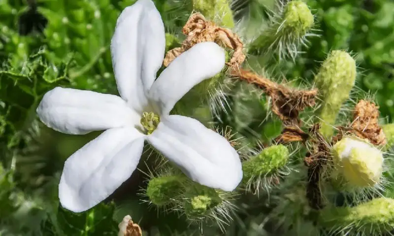 Poisonous Plants in Texas