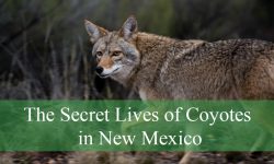 The Secret Lives of Coyotes in New Mexico’s Desert Nights