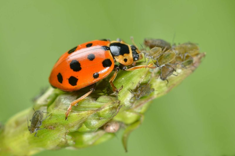 Ladybugs in California