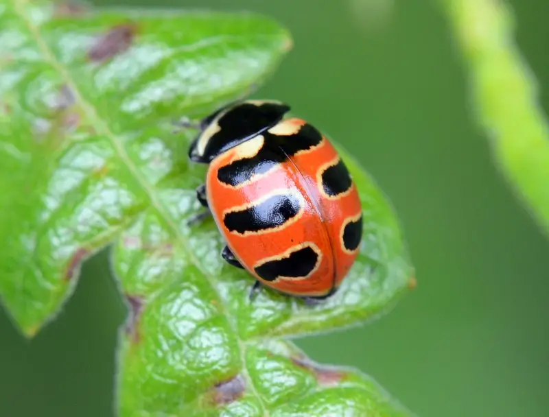 Ladybugs in Florida