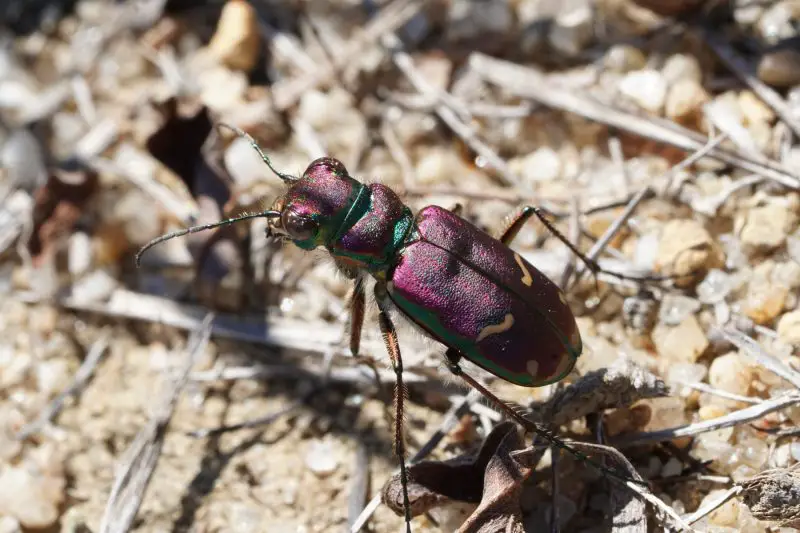 Beetles in Michigan