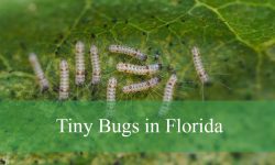 30 Small, Tiny Bugs in Florida (With Pictures and Identification)