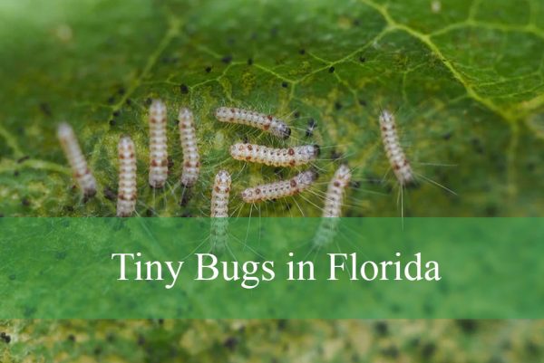 Tiny Bugs in Florida