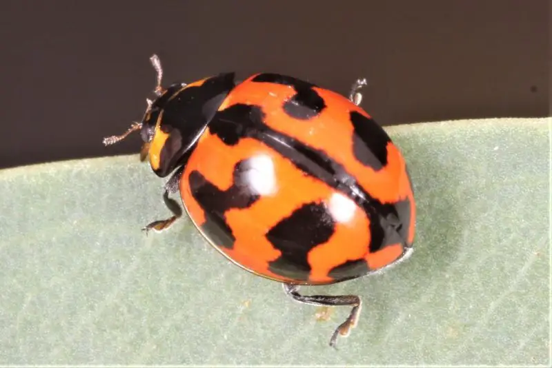 Ladybugs in California