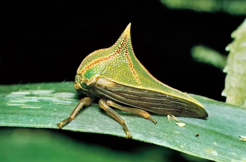 Dangerous Bugs in New Mexico