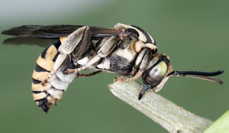 Types of Bees in Florida